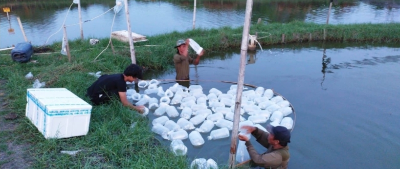 Koarmada I Terus Dukung Ketahanan Pangan Ditengah Pandemi Covid-19 Dengan Tebar 300.000 Benih Udang Vaname di Tambak Binaan