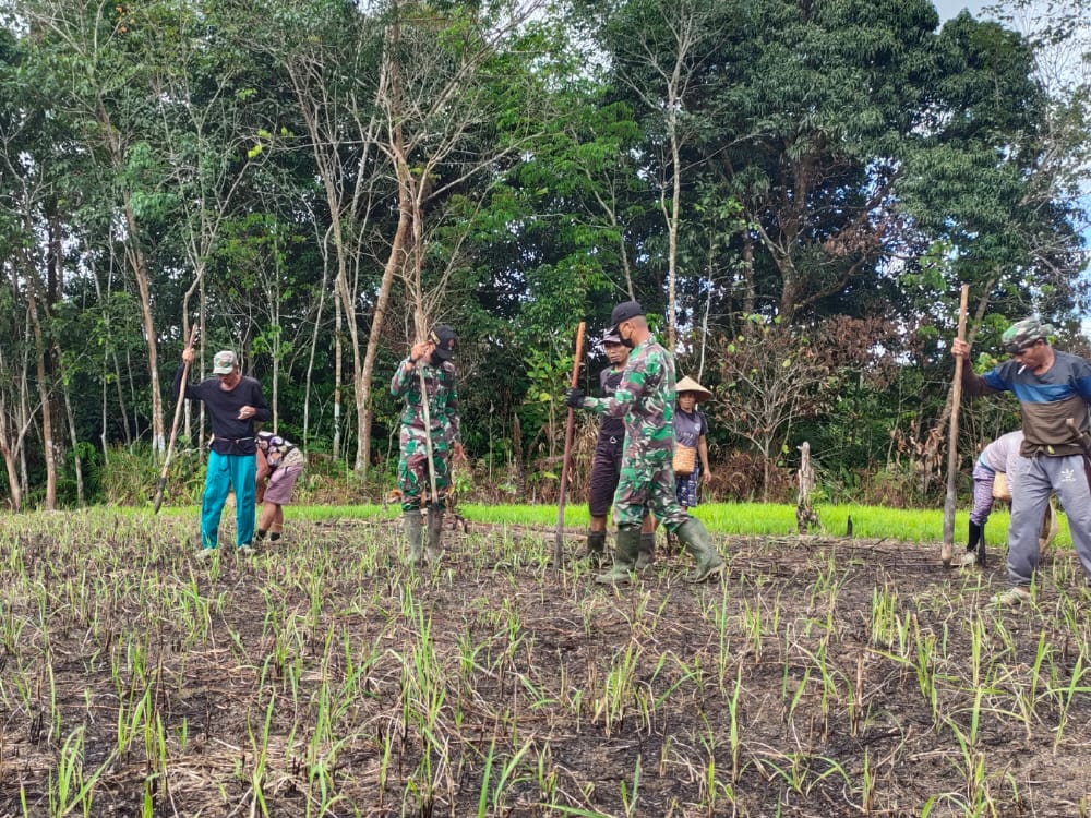 Satgas Yonif 144/JY Lestarikan Budaya Nugal Padi di Desa Muakan Petinggi