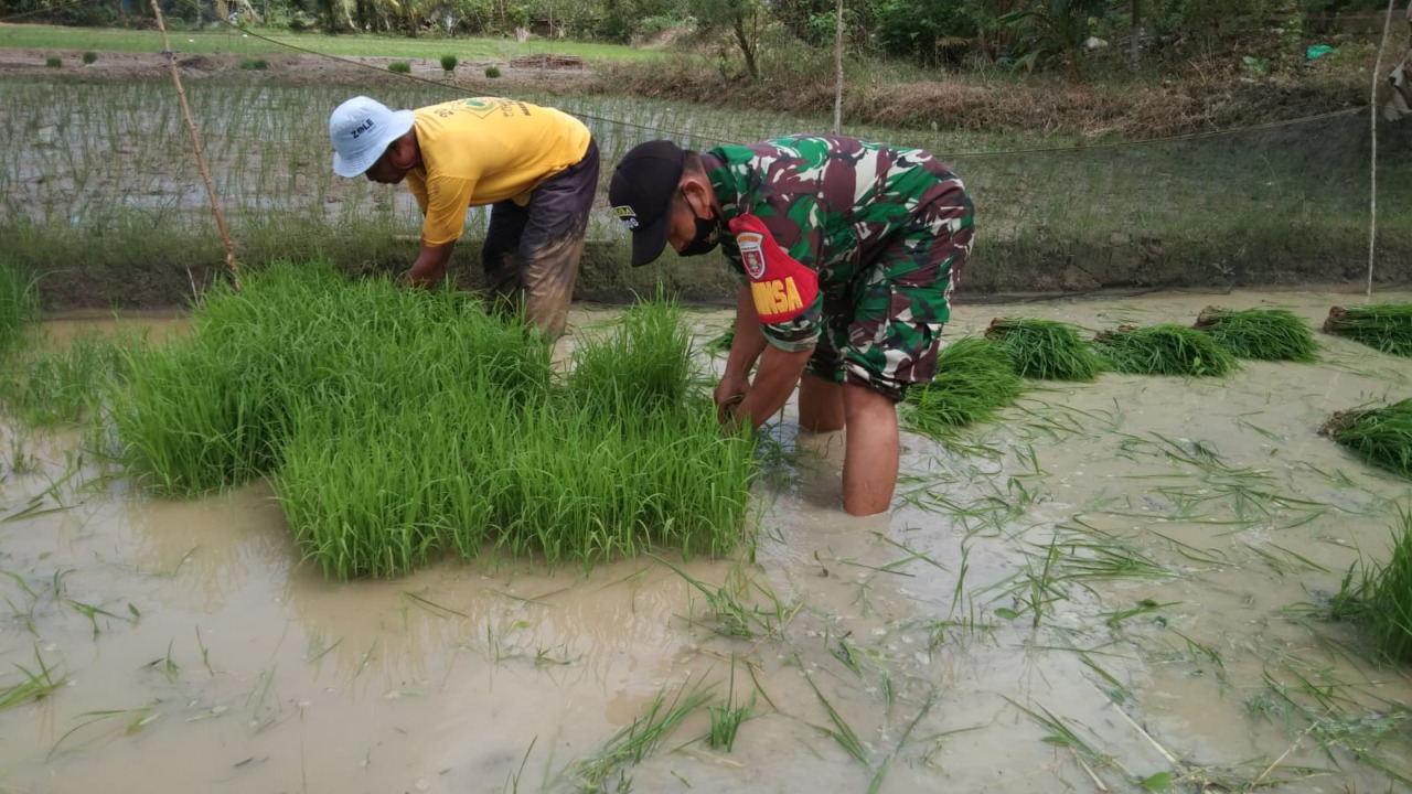 Bersama Petani, Babinsa Tenggarong Terjun Kesawah Bantu Cabut Benih Padi