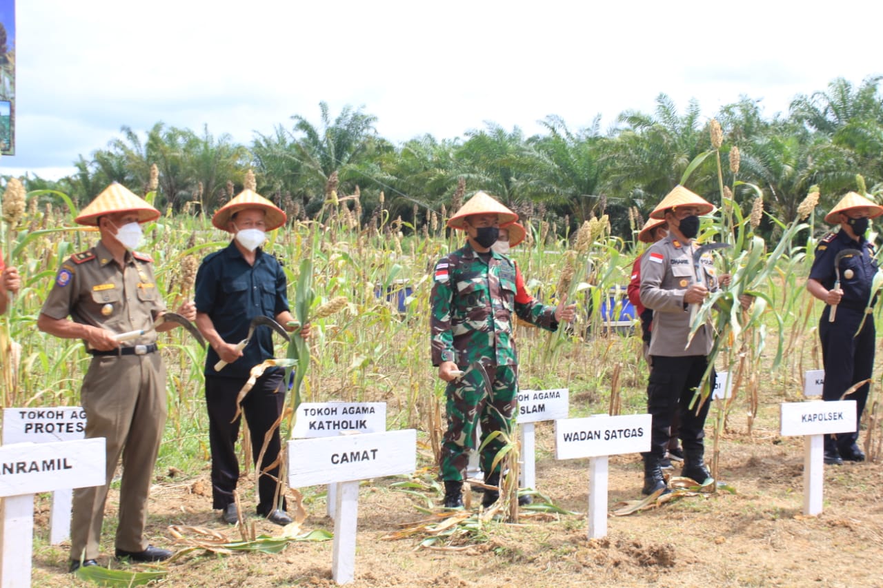 Kenalkan Program Unggulan, Satgas Pamtas Yonif Mekanis 643/Wns Panen Serentak Tanaman Sorgum Di Perbatasan