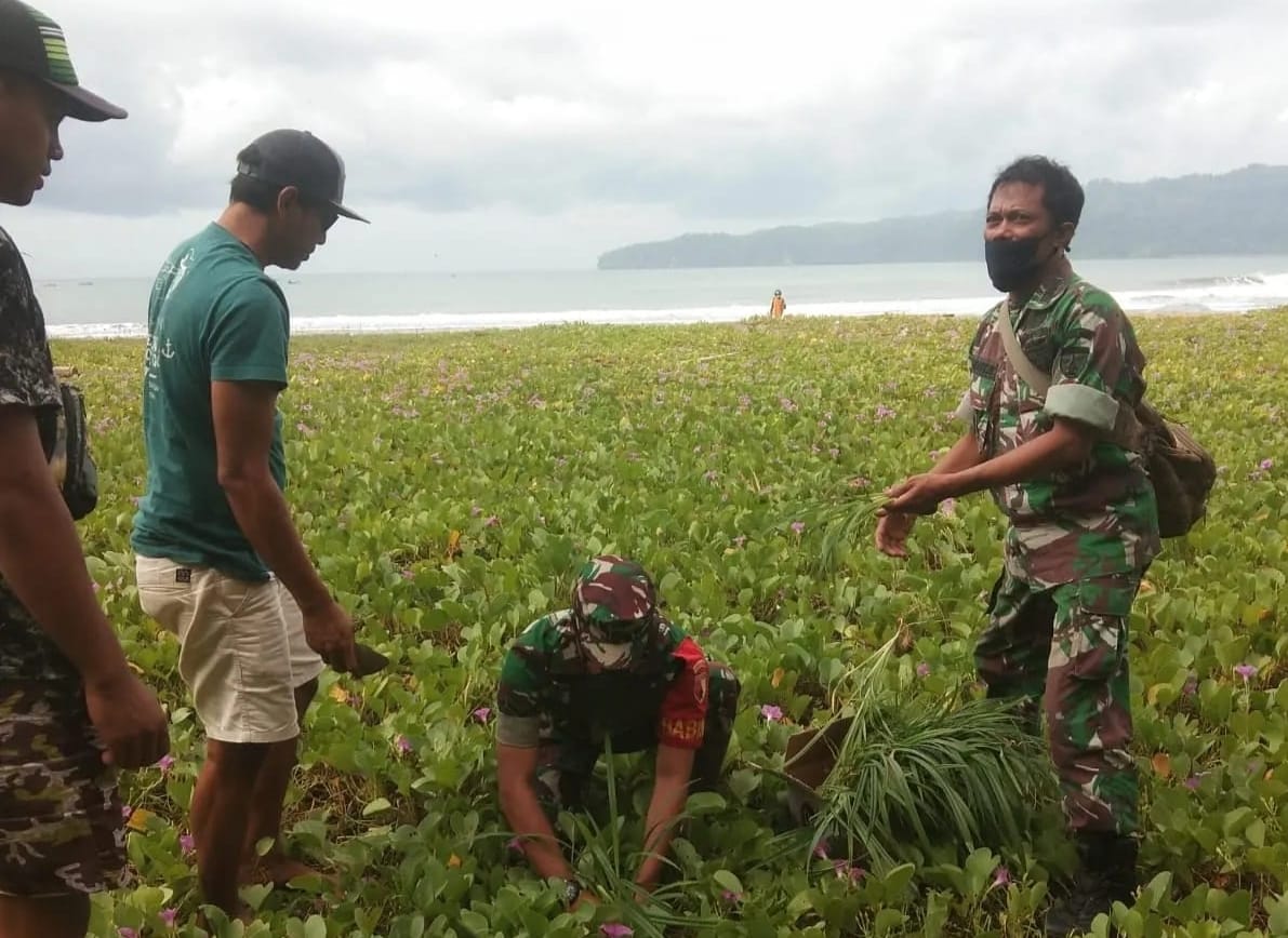 Koramil 0801/01 Kerja Bakti Pembersihan Dan Penanaman Pandan Laut Di Pantai Pancer Door