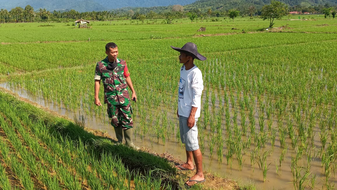 Bangkitkan Ekonomi di Masa Pandemi, Babinsa Dorong Petani Olah Sawah