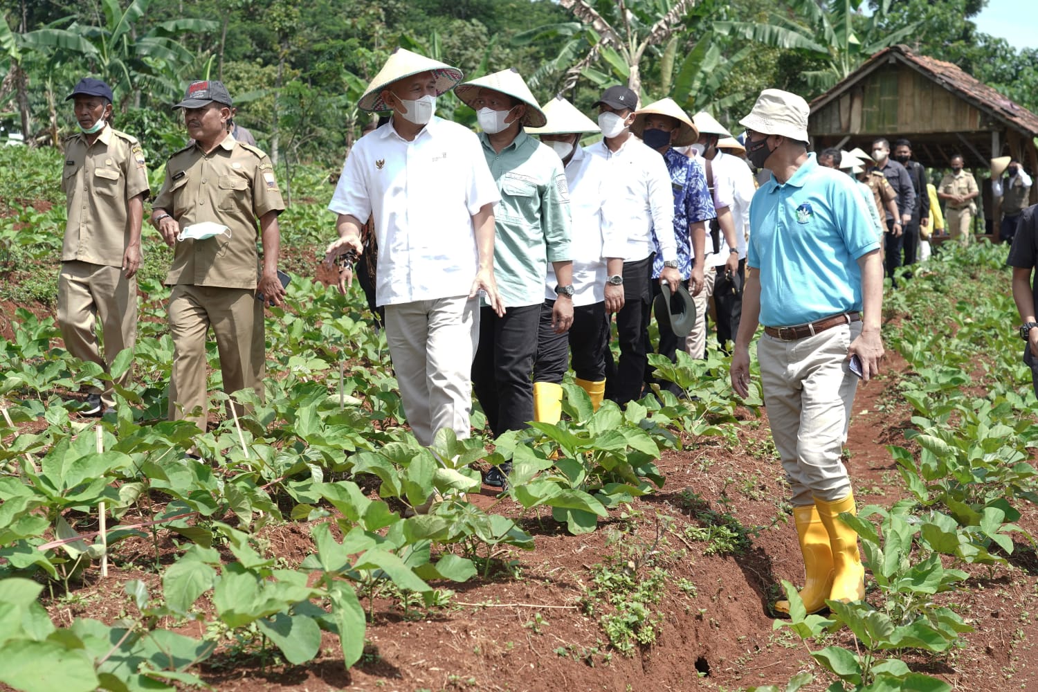 Menteri Teten: Kacang Koro Pedang Jadi Alternatif Atasi Ketergantungan Impor Kedelai