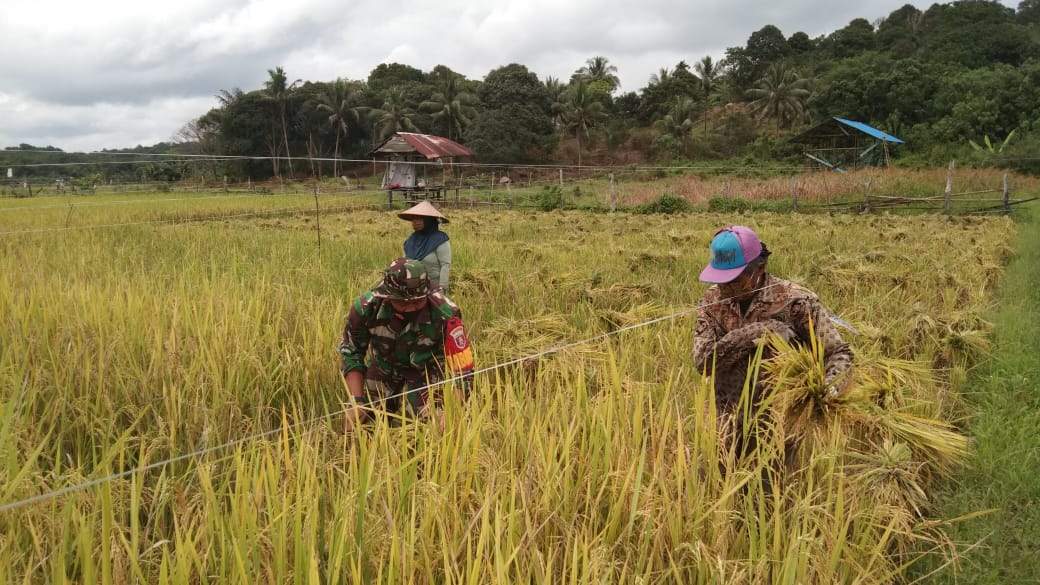 Kekompakan Babinsa Bersama Petani di Wujudkan dengan Panen Bersama