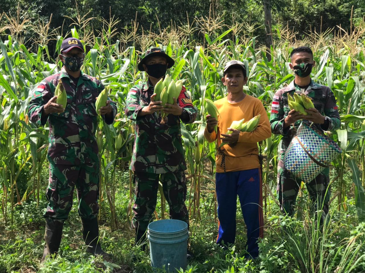 Satgas Pamtas Yonif Mekanis 643/Wns Panen Jagung Bersama Warga Di Perbatasan