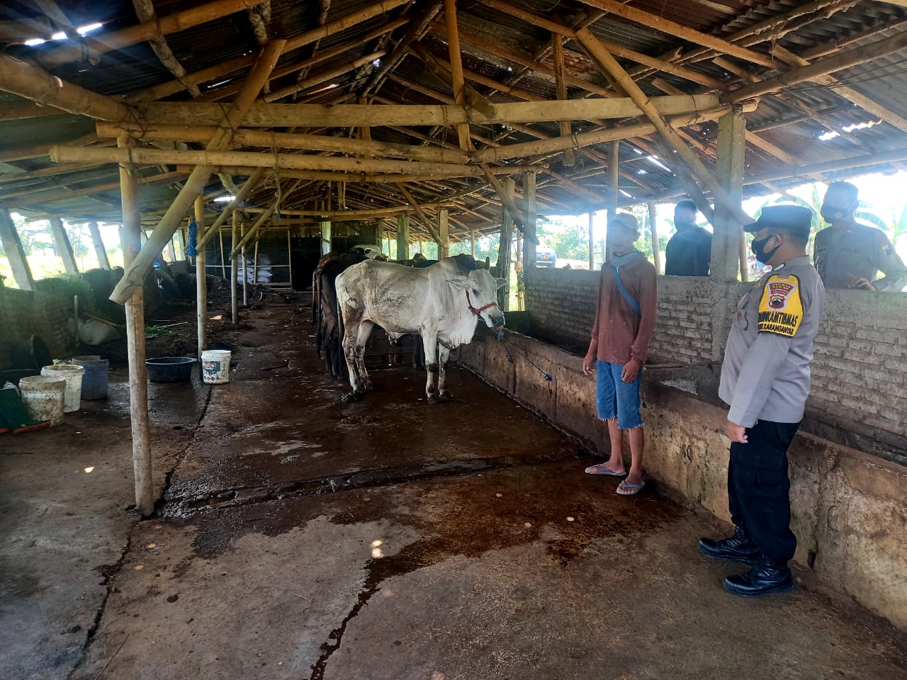 Cegah Virus PMK, Kapolres Demak Cek Peternakan Warga