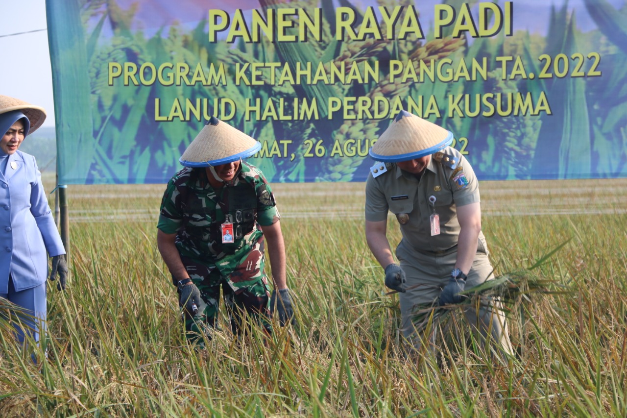 Dukung Program Ketahanan Pangan, Lanud Halim P Panen Raya Padi